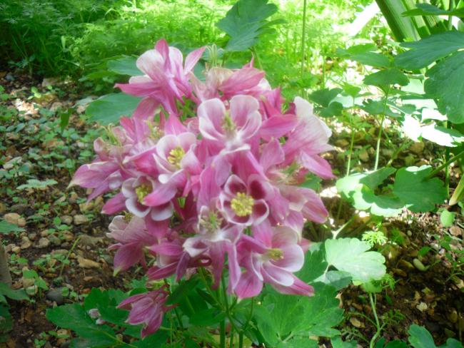 Name:  SDC12028 copy.jpg
Views: 705
Size:  68.6 KB