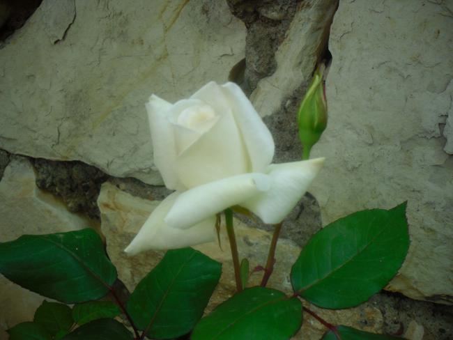 Name:  SDC12029 copy.jpg
Views: 609
Size:  34.6 KB