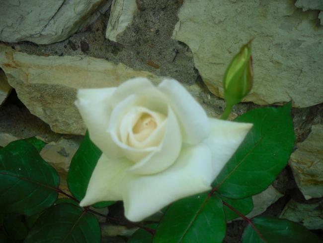 Name:  SDC12030 copy.jpg
Views: 616
Size:  35.3 KB