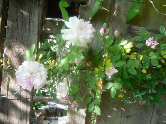 Name:  SDC12031 copy.jpg
Views: 609
Size:  60.2 KB
