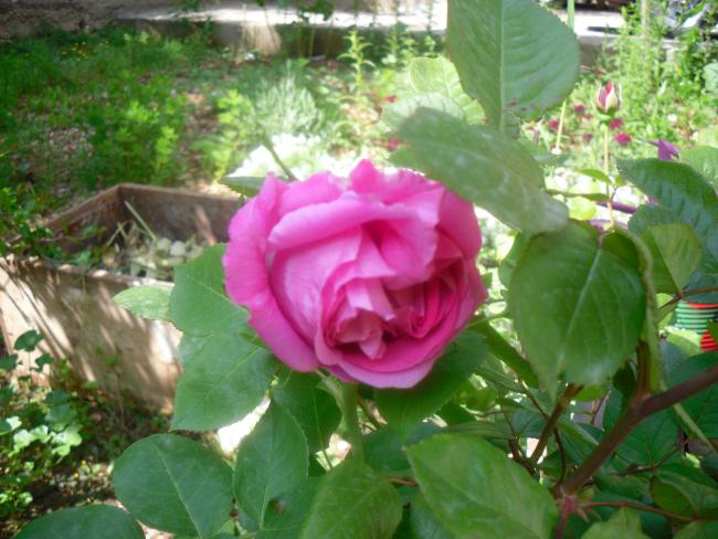 Name:  SDC12032 copy.jpg
Views: 613
Size:  53.9 KB