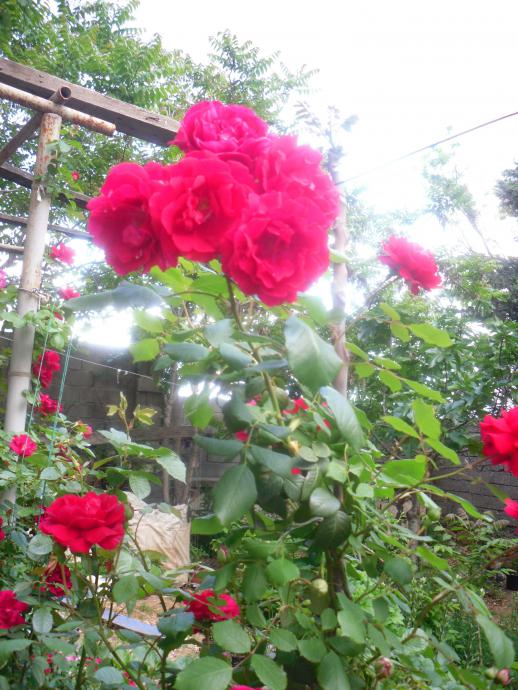 Name:  SDC12033 copy.jpg
Views: 1043
Size:  76.0 KB