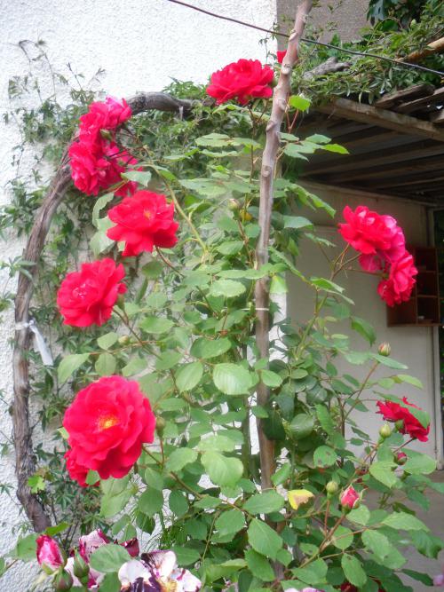 Name:  SDC12034 copy.jpg
Views: 709
Size:  76.7 KB