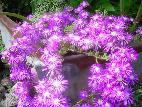 Name:  SDC12037 copy.jpg
Views: 658
Size:  72.4 KB