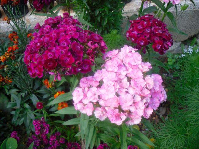 Name:  SDC12039 copy.jpg
Views: 1670
Size:  65.4 KB