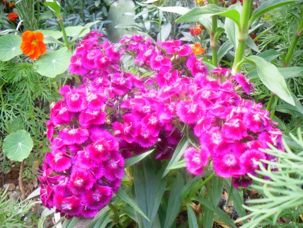 Name:  SDC12040 copy.jpg
Views: 784
Size:  72.3 KB