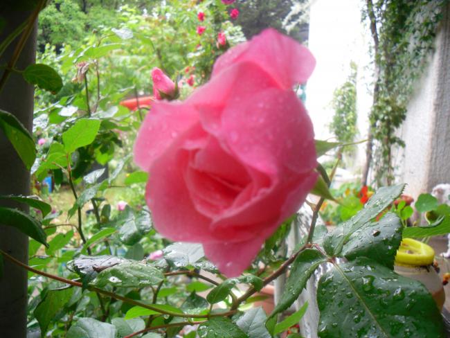 Name:  SDC12042 copy.jpg
Views: 615
Size:  57.6 KB