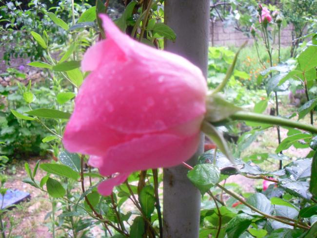 Name:  SDC12043 copy.jpg
Views: 618
Size:  59.5 KB