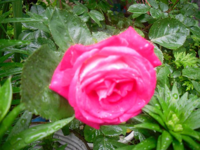 Name:  SDC12044 copy.jpg
Views: 602
Size:  51.9 KB