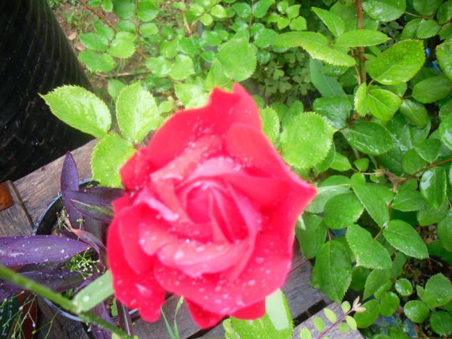 Name:  SDC12046 copy.jpg
Views: 600
Size:  59.2 KB