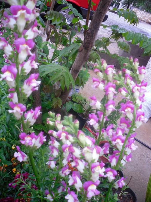 Name:  SDC12051 copy.jpg
Views: 587
Size:  77.1 KB