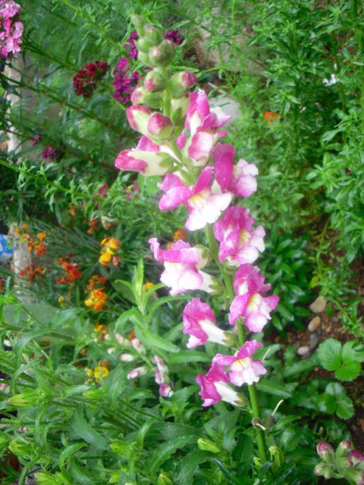 Name:  SDC12054 copy.jpg
Views: 590
Size:  77.2 KB