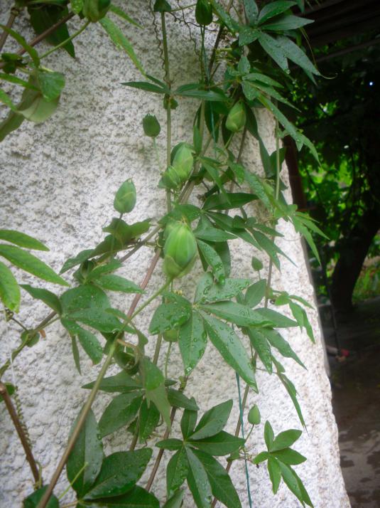 Name:  SDC12057 copy.jpg
Views: 643
Size:  75.4 KB