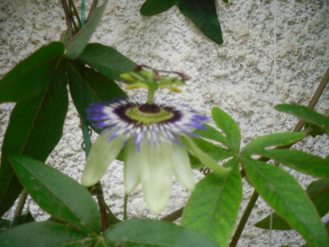 Name:  SDC12059 copy.jpg
Views: 592
Size:  47.1 KB