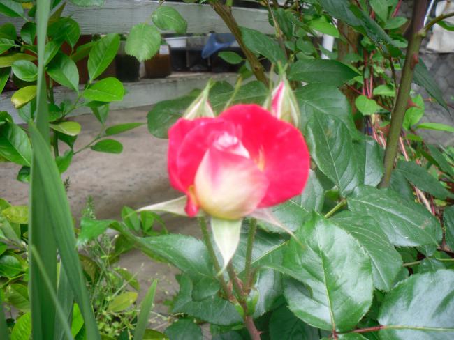 Name:  SDC12060 copy.jpg
Views: 605
Size:  53.4 KB