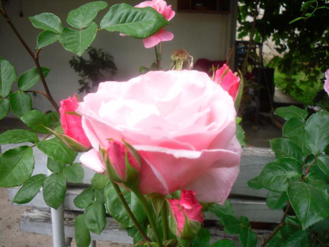 Name:  SDC12061 copy.jpg
Views: 594
Size:  44.2 KB