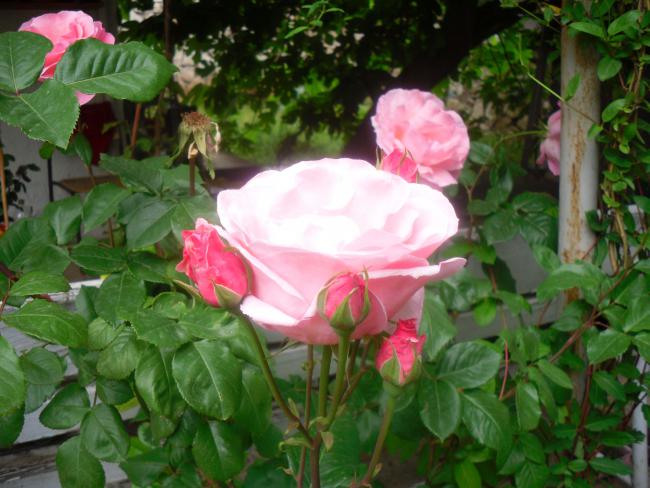 Name:  SDC12062 copy.jpg
Views: 589
Size:  51.8 KB
