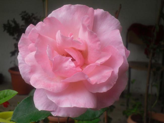 Name:  SDC12064 copy.jpg
Views: 546
Size:  25.9 KB