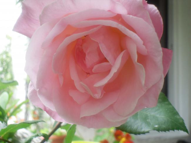 Name:  SDC12065 copy.jpg
Views: 607
Size:  27.3 KB