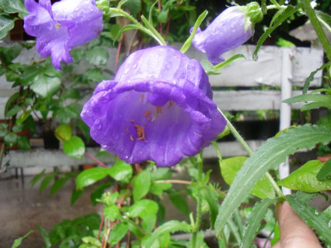 Name:  SDC12077 copy.jpg
Views: 617
Size:  50.2 KB