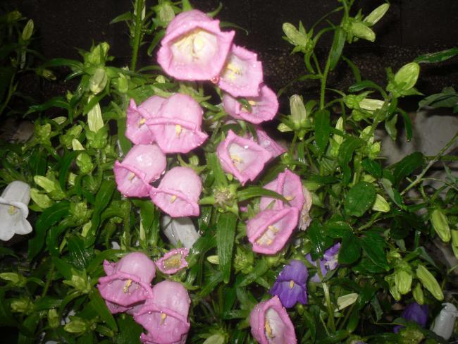 Name:  SDC12078 copy.jpg
Views: 605
Size:  60.4 KB