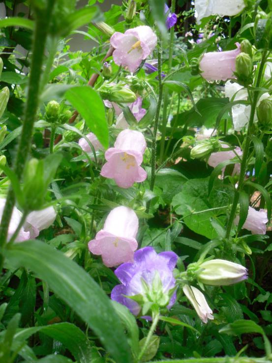 Name:  SDC12086 copy.jpg
Views: 599
Size:  75.8 KB