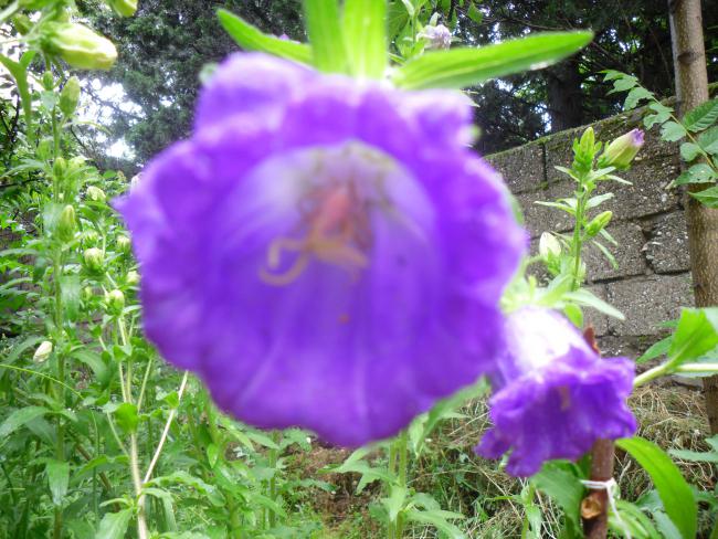Name:  SDC12088 copy.jpg
Views: 584
Size:  67.3 KB