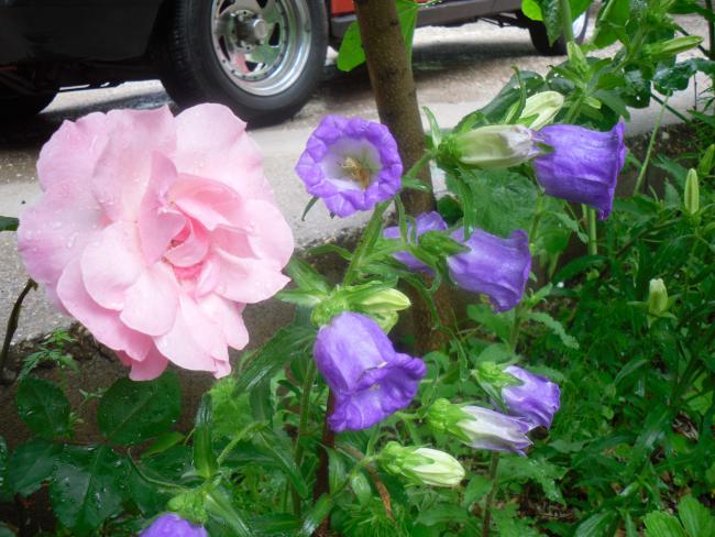 Name:  SDC12090 copy.jpg
Views: 601
Size:  58.4 KB