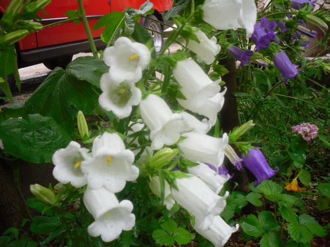 Name:  SDC12091 copy.jpg
Views: 620
Size:  57.2 KB