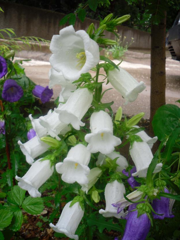 Name:  SDC12092 copy.jpg
Views: 629
Size:  70.7 KB