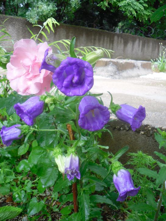 Name:  SDC12094 copy.jpg
Views: 560
Size:  75.0 KB