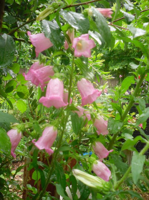 Name:  SDC12097 copy.jpg
Views: 703
Size:  77.1 KB