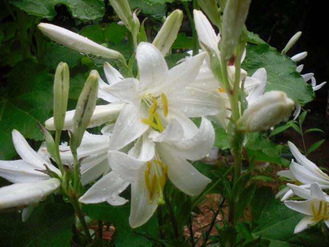 Name:  SDC12108 copy.jpg
Views: 554
Size:  46.2 KB