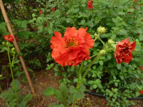 Name:  P1030337.JPG
Views: 1192
Size:  46.6 KB