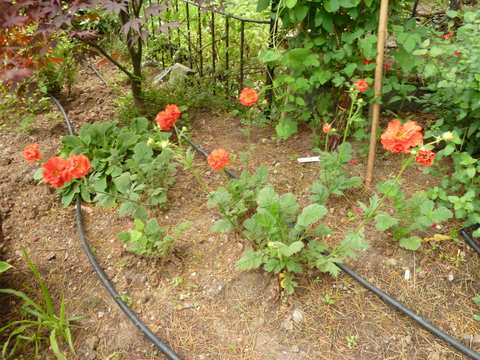 Name:  P1030335.JPG
Views: 1241
Size:  58.5 KB
