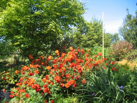 Name:  Geum chiloense.JPG
Views: 1324
Size:  62.8 KB