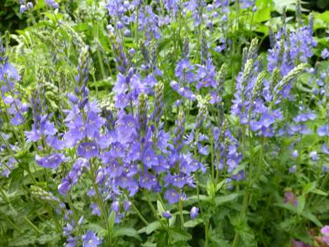 Name:  P1030324.JPG
Views: 1786
Size:  55.4 KB