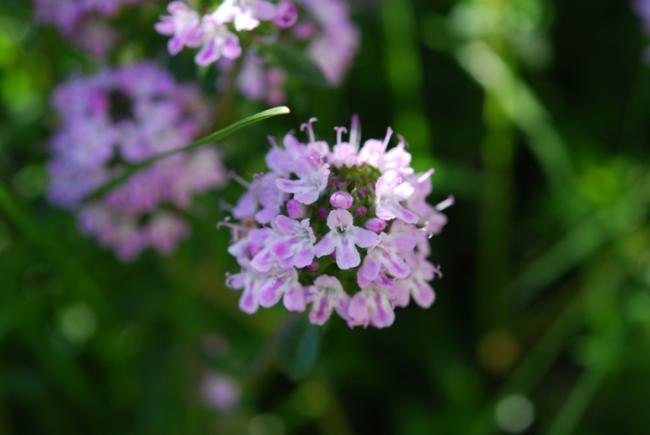 Name:  DSC_0231.jpg
Views: 1070
Size:  25.8 KB