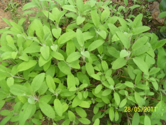 Name:  Ada ay 3.jpg
Views: 2184
Size:  54.2 KB