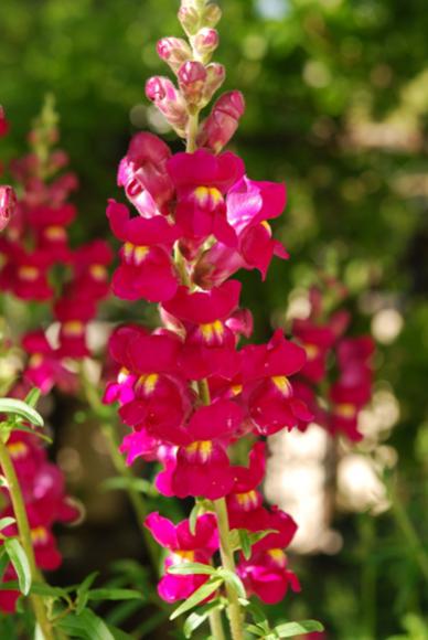 Name:  DSC_0462.jpg
Views: 1046
Size:  32.8 KB