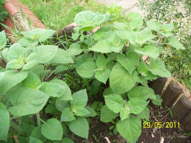 Name:  Altn ilek 2.jpg
Views: 2345
Size:  66.6 KB