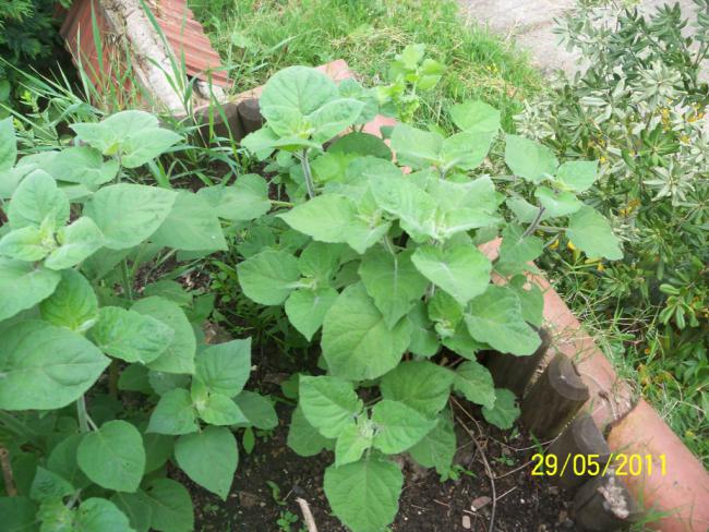 Name:  Altn ilek 5.jpg
Views: 1754
Size:  69.1 KB