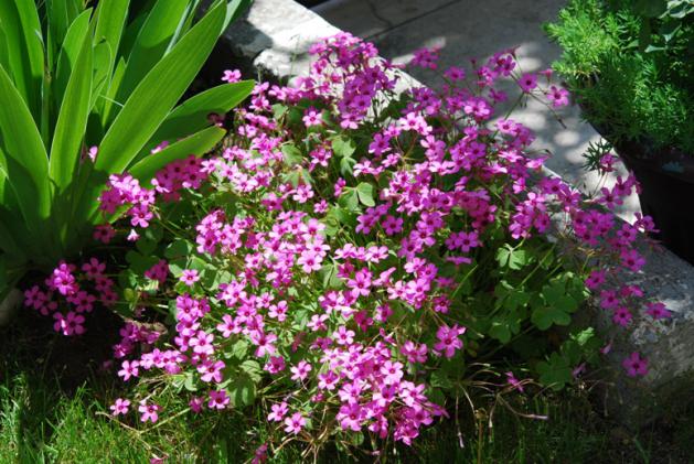 Name:  DSC_0357.jpg
Views: 1131
Size:  70.9 KB