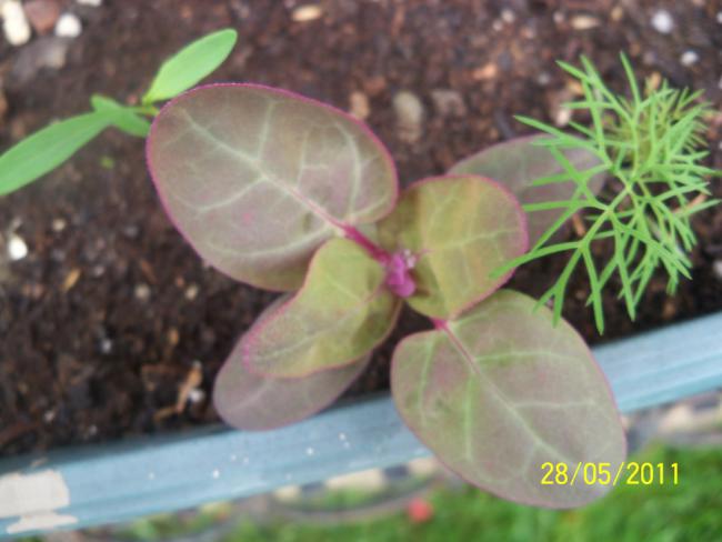 Name:  Da Ispana 4.jpg
Views: 1789
Size:  35.8 KB