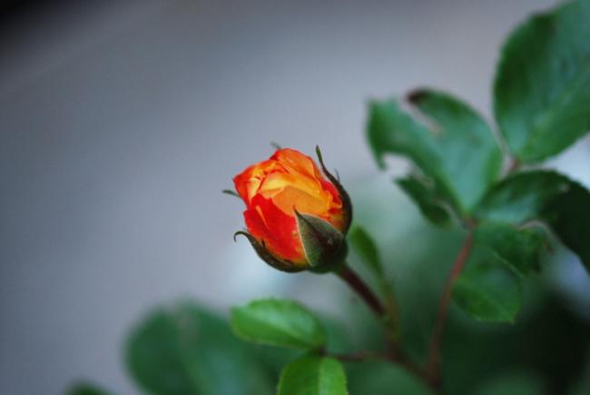 Name:  DSC_0456.jpg
Views: 1053
Size:  17.7 KB