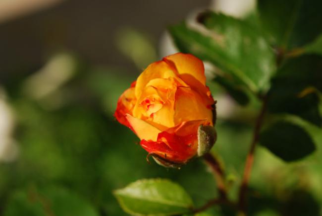 Name:  DSC_0467.jpg
Views: 1091
Size:  21.2 KB