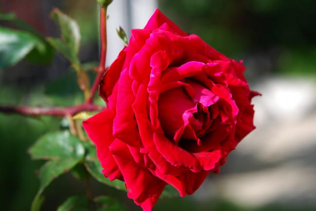 Name:  DSC_0471.jpg
Views: 1077
Size:  27.4 KB