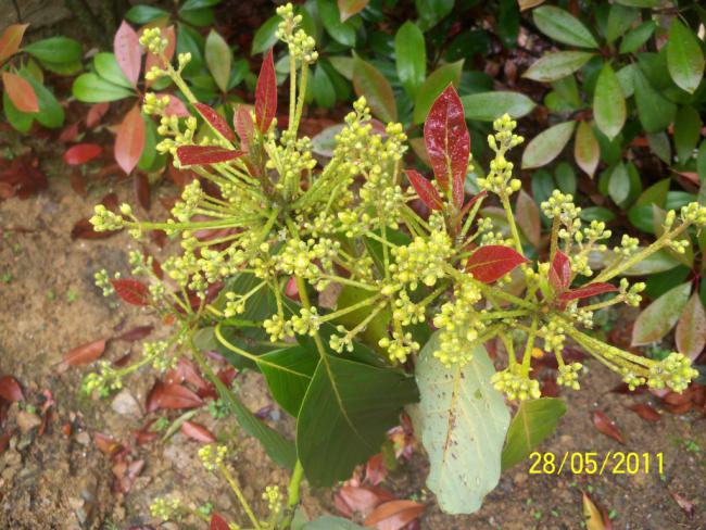 Name:  Avakado 2.jpg
Views: 2881
Size:  68.4 KB