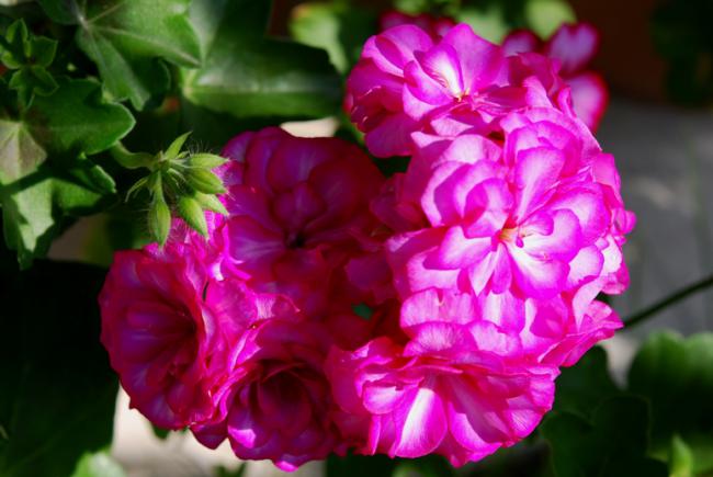 Name:  DSC_0474.jpg
Views: 1051
Size:  39.9 KB