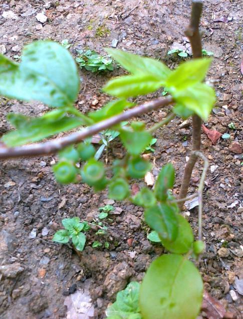 Name:  Bluberry 1.jpg
Views: 1621
Size:  78.7 KB